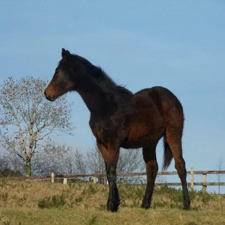 Clare Ecolodge Pensión