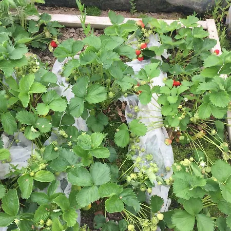 Pensión Clare Ecolodge Feakle