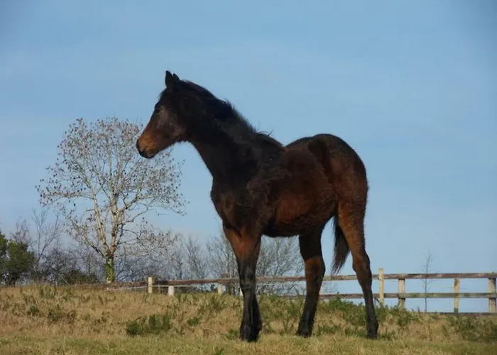Clare Ecolodge Pensjonat