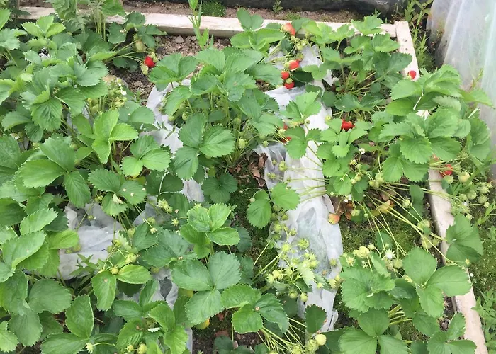 Pensjonat Clare Ecolodge Feakle