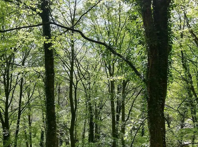 Clare Ecolodge Feakle